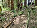 Später geht es im Wald weiter